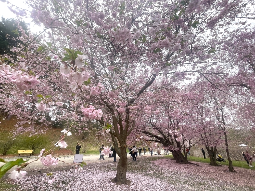Cherry Blossom 1
