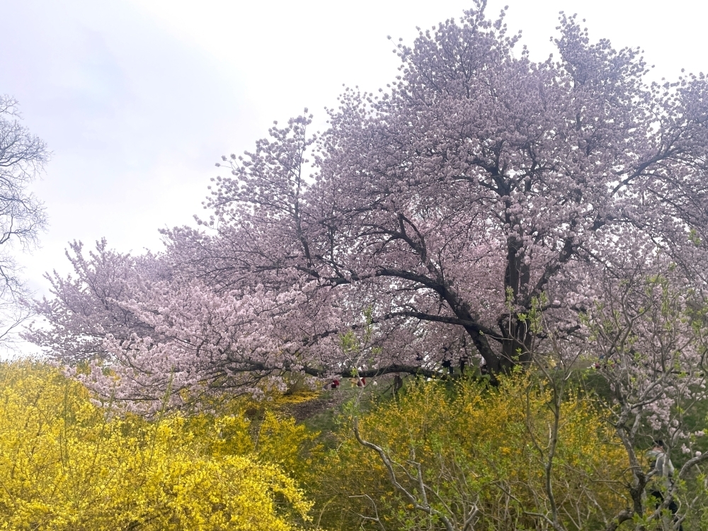Cherry Blossom 2