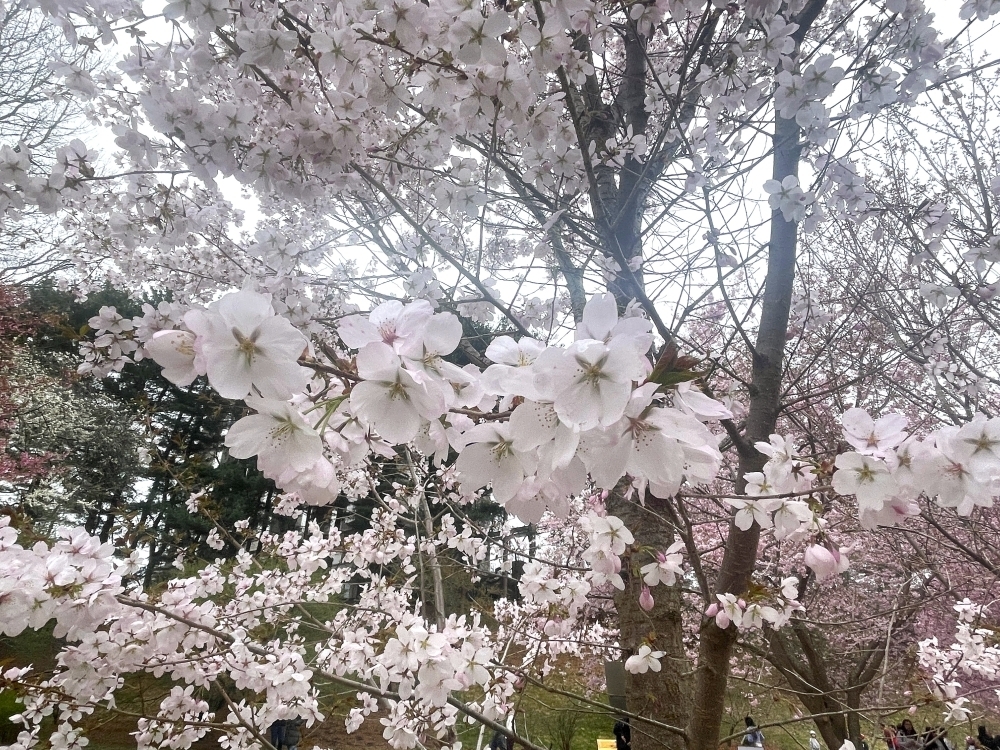 Cherry Blossom 3