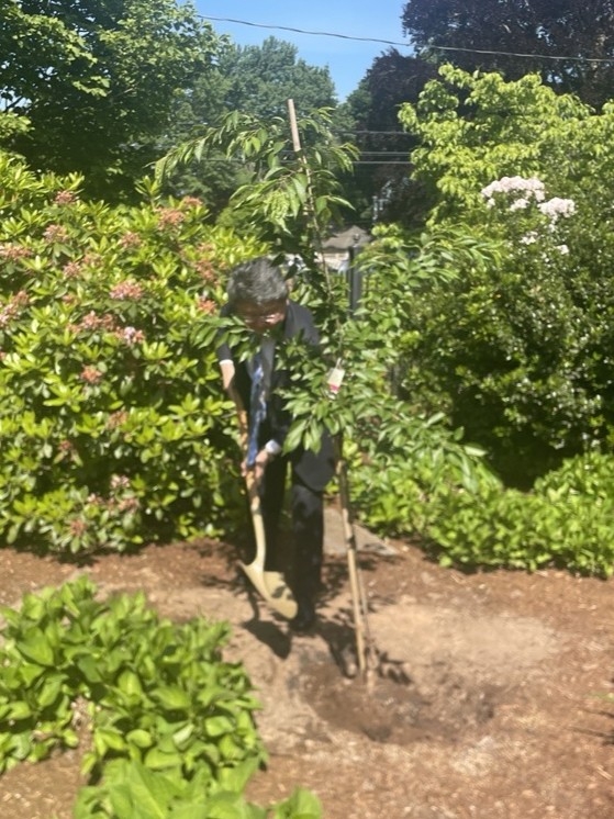 桜の植樹